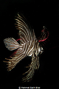 Zebra batfish. by Mehmet Salih Bilal 
